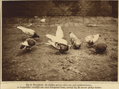 870007 Afbeelding van een groepje duiven bij de Buurkerk (Buurkerkhof) te Utrecht, die voedsel aan het pikken zijn.
